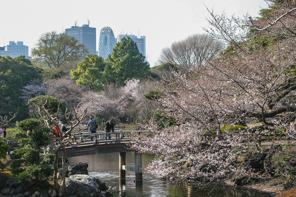 Cherry blossom in Shinjuku Park. Photo: Daniel