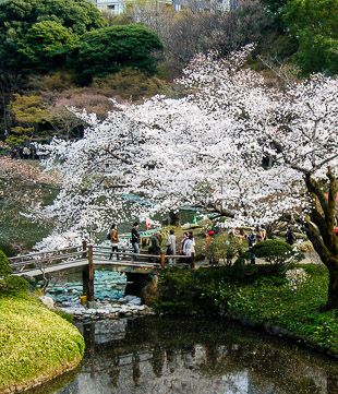 Tokyo is full of great gardens. Photo: Daniel