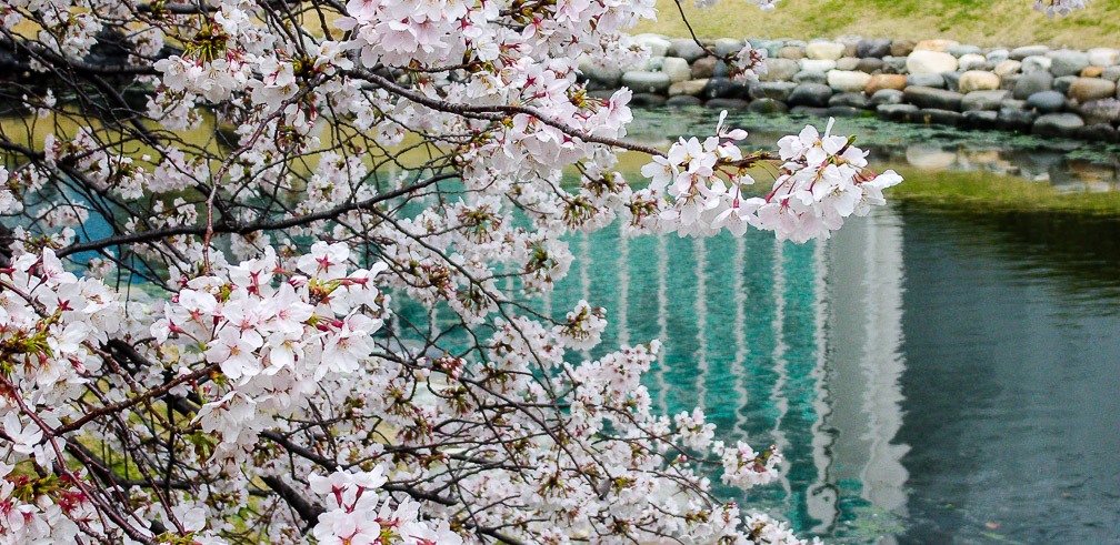 Cherry blossom season. Photo: Daniel